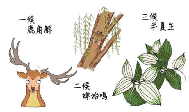 夏至是二十四节气的第几个节气 夏至三候是什么？ 