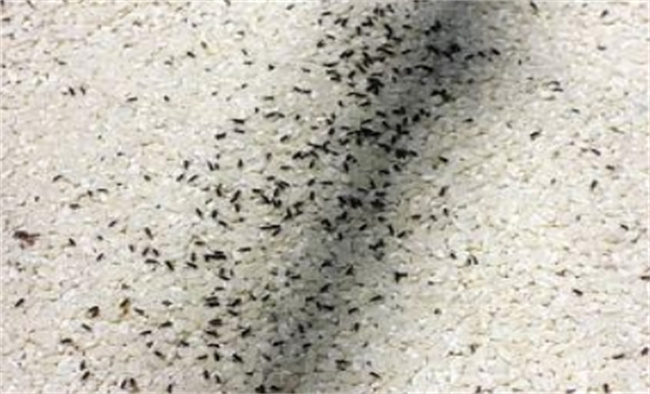 去米虫的妙招有哪些 防止米虫有哪些方法 