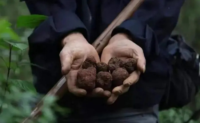​黑松露的功效 食用方法有哪些 