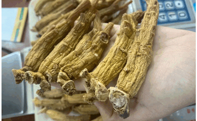 高丽参的功效、作用、食用办法和禁忌 