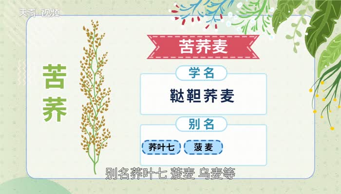 苦荞麦产地 苦荞麦产地在哪里 