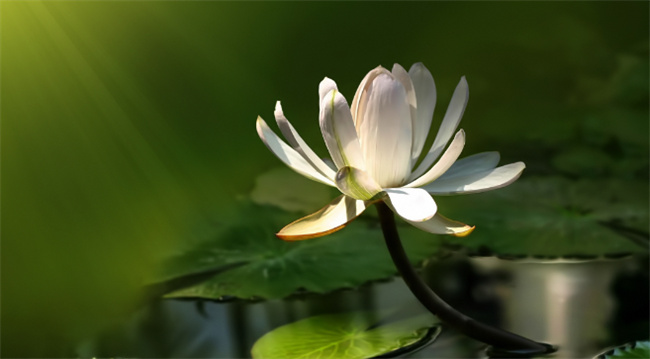 ​白莲花什么意思 白莲花是夸人还是骂人 
