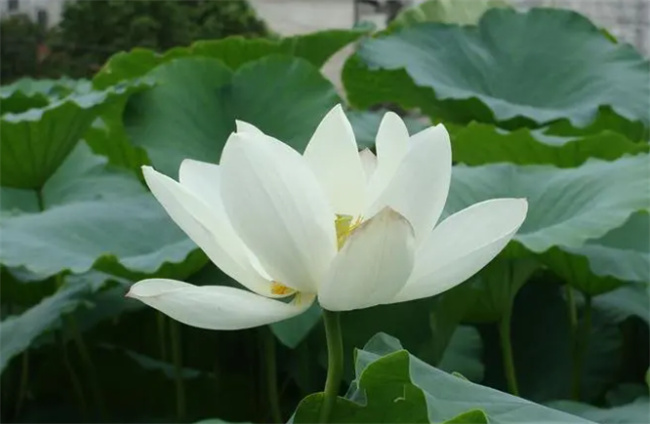 ​白莲花什么意思 白莲花是夸人还是骂人 