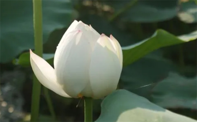 ​白莲花什么意思 白莲花是夸人还是骂人 