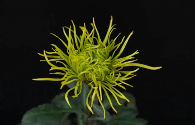 菊花代表什么 菊的含义和象征意义 