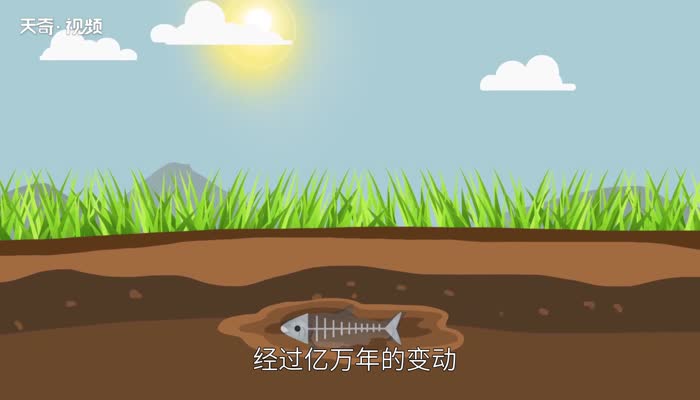 鱼化石是怎样形成的 鱼化石是如何形成的 