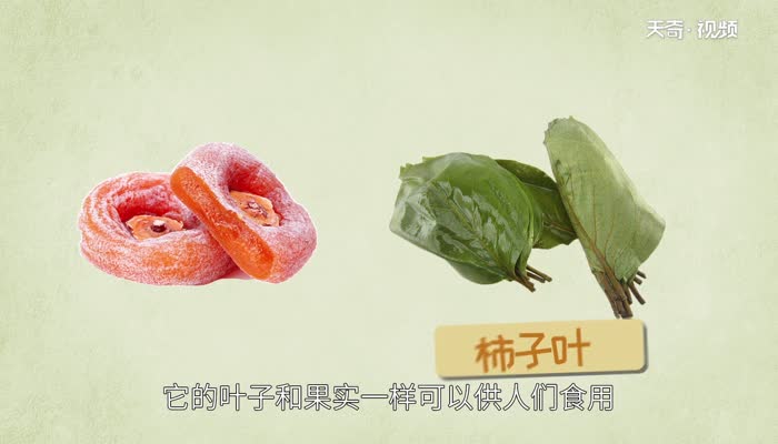 柿子叶的功效与作用 柿子叶的营养价值 