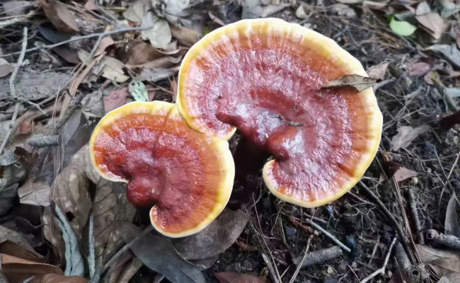 天然野生灵芝有哪些功效作用食用方法 