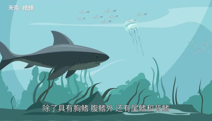 鲨鱼和鱿鱼哪个不属于鱼类  鲨鱼不属于鱼类吗 
