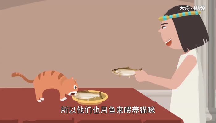 猫为什么喜欢吃鱼 猫喜欢吃鱼的原因 