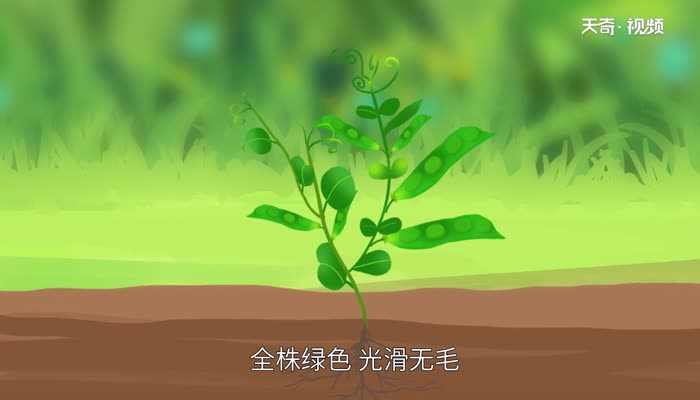 豌豆发芽了还能吃吗 新鲜的豌豆出了点小芽能吃吗	 