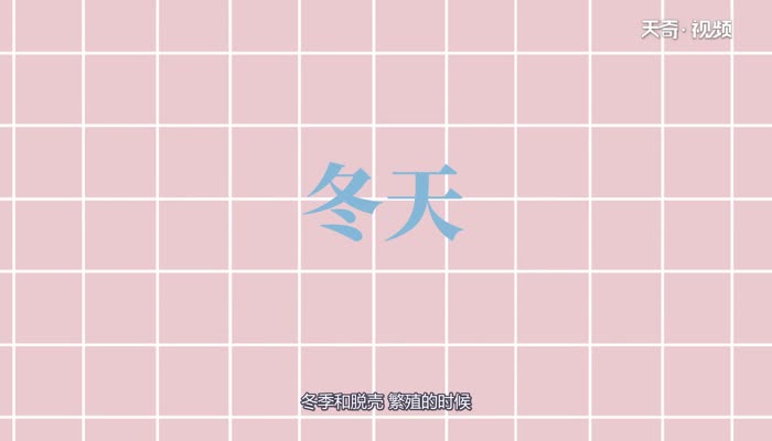 小龙虾在什么地方生长  小龙虾生长在什么地方 