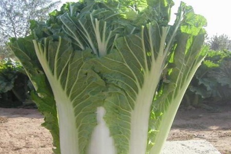 冬天如何减肥最快最有效？这六个食物冬天减脂肪的最佳方法