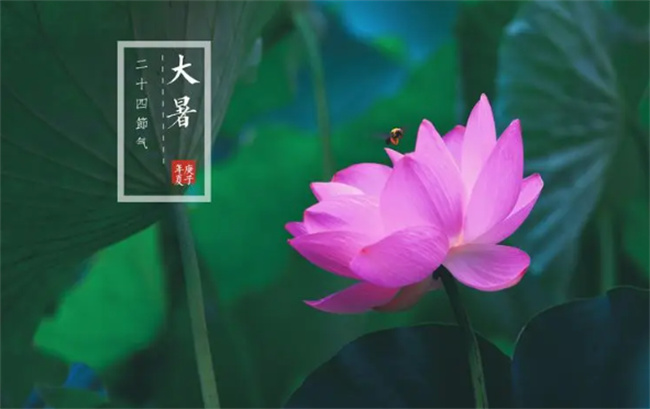 大暑代表什么 大暑是一年中最热的时候吗 