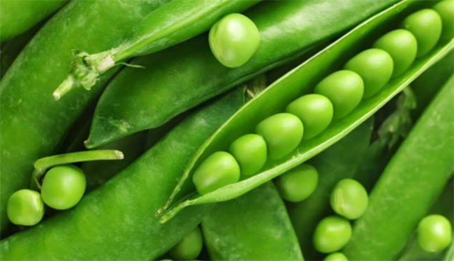 豌豆的营养价值 豌豆和毛豆的区别 