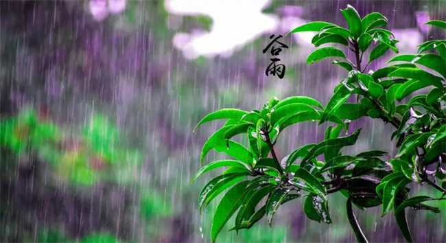 谷雨吃什么食物养生 谷雨节气吃什么食物 
