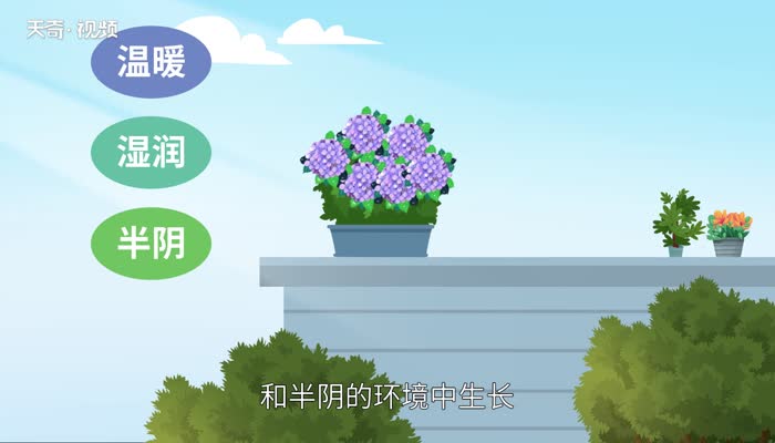 绣球花花语  绣球花花语是什么意思 