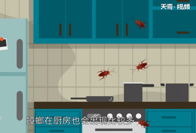 蟑螂怎么消灭 