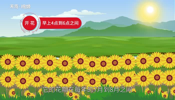 向日葵什么时候开花时间是几点 向日葵开花时间 