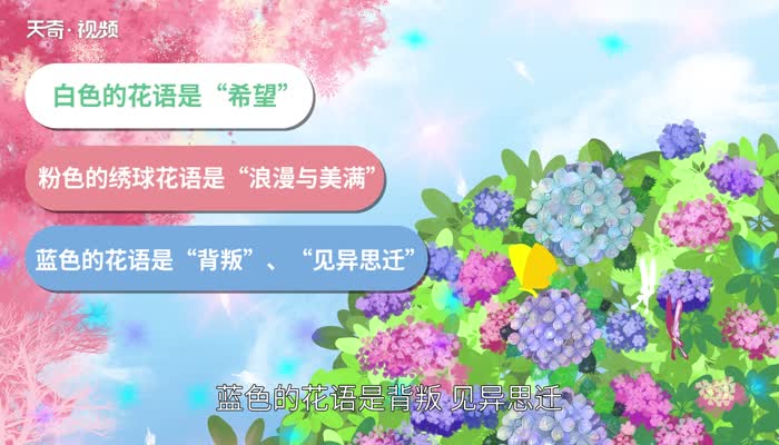 绣球花花语  绣球花花语是什么意思 