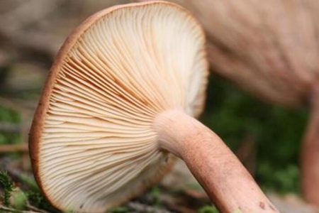 秋季减肥的优势和好处，这三种女人秋季减肥食物不要错过