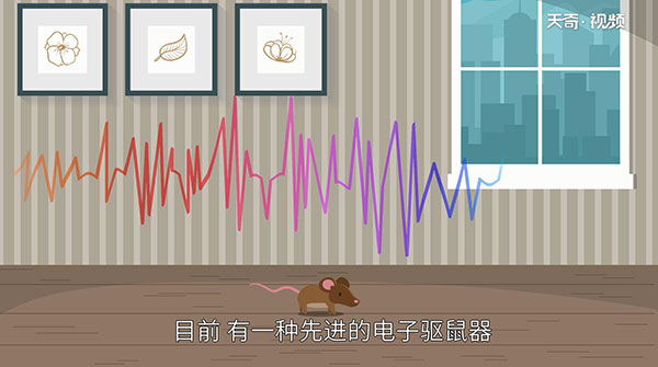 老鼠怕什么 