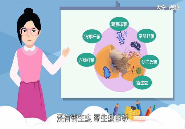 毛蛋可以吃吗 
