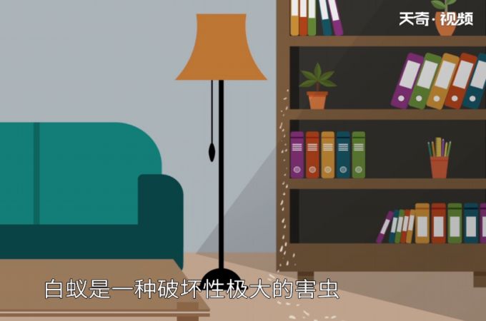 白蚁怎么治 