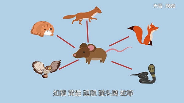老鼠怕什么 