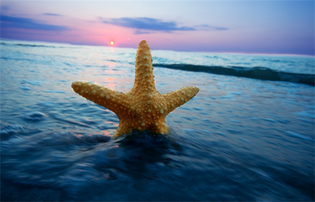 海星吃什么  海星属于什么动物 