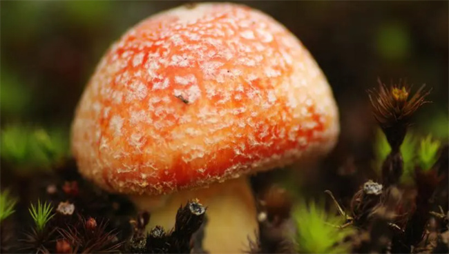 哪些蘑菇好吃又营养 什么蘑菇最好吃很有营养 