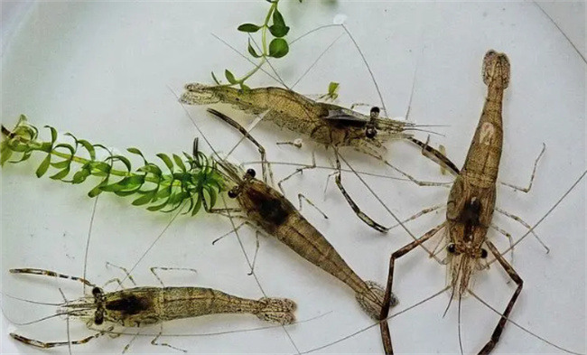 ​青虾煮多少分钟能熟 青虾煮几分钟合适 