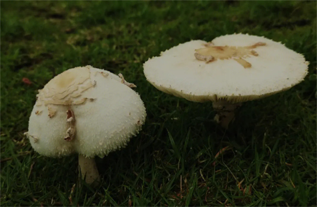 哪些蘑菇好吃又营养 什么蘑菇最好吃很有营养 
