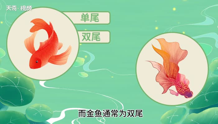 锦鲤和金鱼的区别 锦鲤和金鱼有哪些区别 