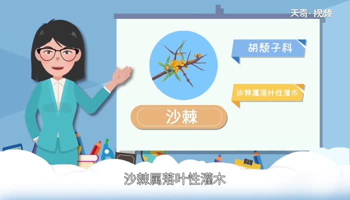 沙棘的功效与作用 沙棘是什么 