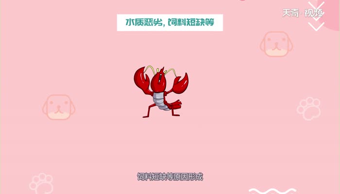 小龙虾有几个品种  小龙虾品种有几个 