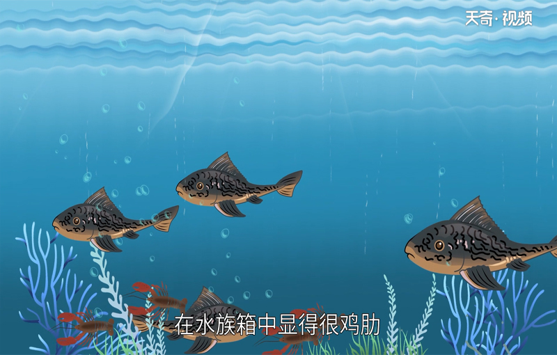 清道夫是什么 
