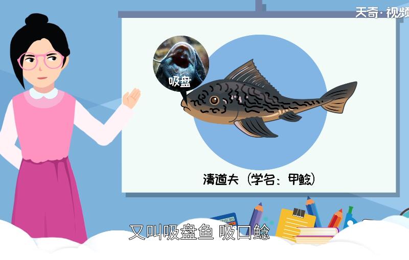 清道夫是什么 