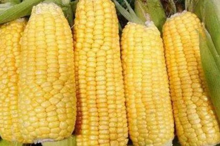 饮食减肥怎么可以不反弹？这三个食物多吃能轻松瘦身