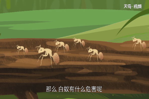 白蚁的危害 