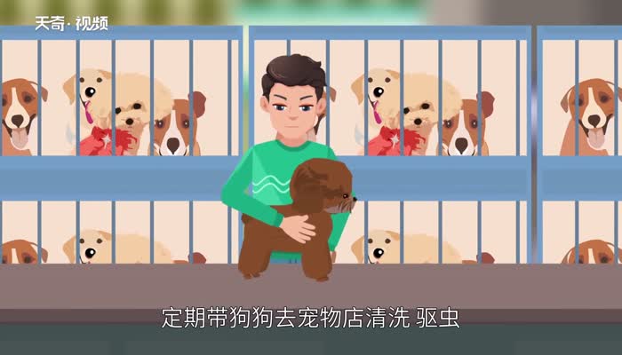 狗狗身上有跳蚤怎么办  狗狗有跳蚤有什么症状 