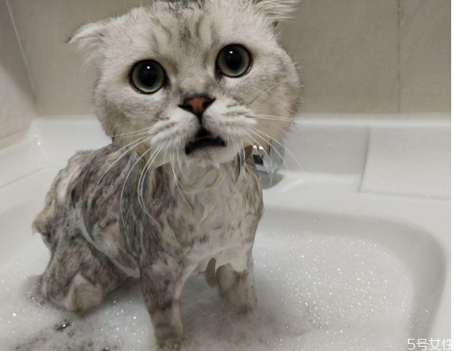 猫洗澡吹半干可以吗 猫洗澡后不吹干的危害