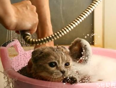 猫洗澡毛没吹干怎么办 猫咪洗澡怎么快速吹干