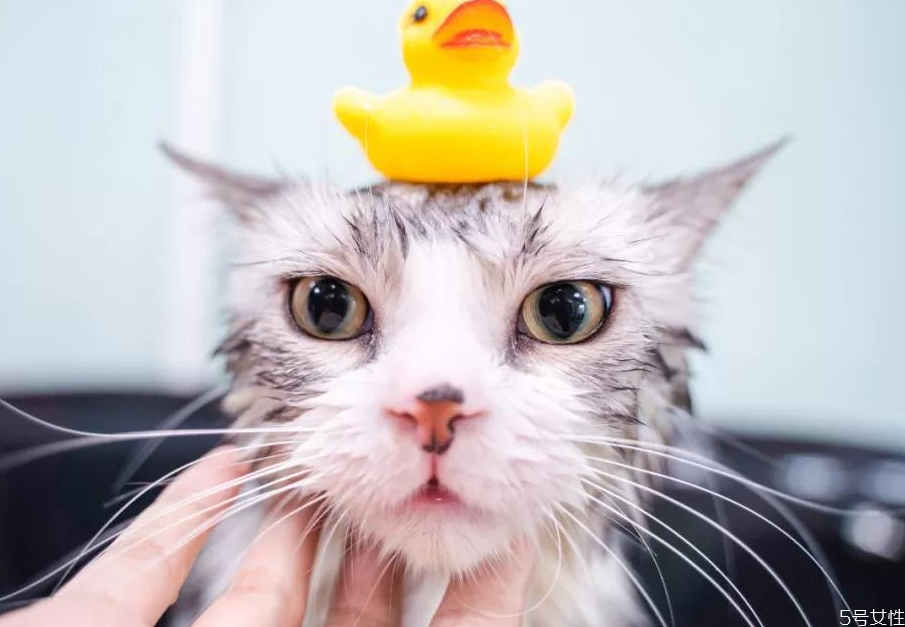 猫咪洗完澡不吹干会死吗 猫洗完澡怎么吹干