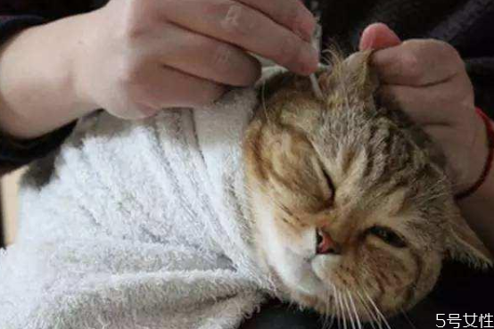 猫耳朵需要经常清理吗 猫咪耳屎怎么清理