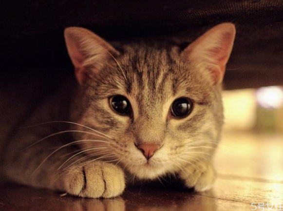 买不起猫砂用什么代替 教你怎样自制猫砂