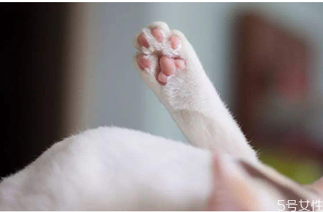 猫咪上完猫砂爬床不脏吗 猫咪的脚要每天都擦吗