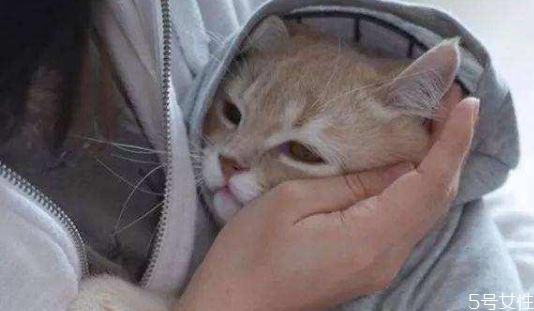 猫耳朵需要经常清理吗 猫咪耳屎怎么清理