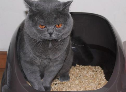 猫砂是什么 猫砂的作用