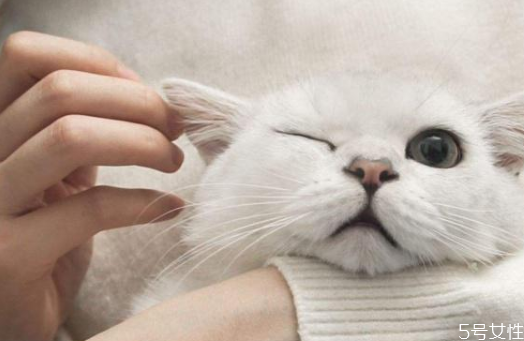 猫耳朵需要经常清理吗 猫咪耳屎怎么清理